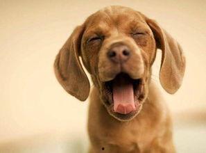 娱乐吃瓜酱阿姨卖小狗